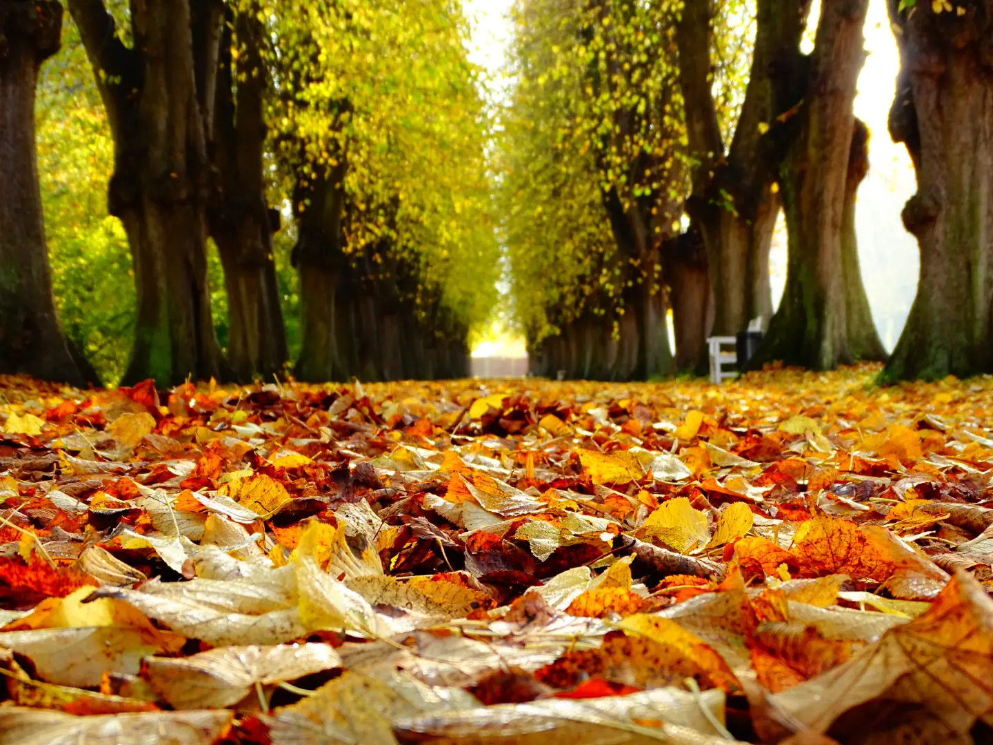 Herbstliche Allee mit farbigem Laub
