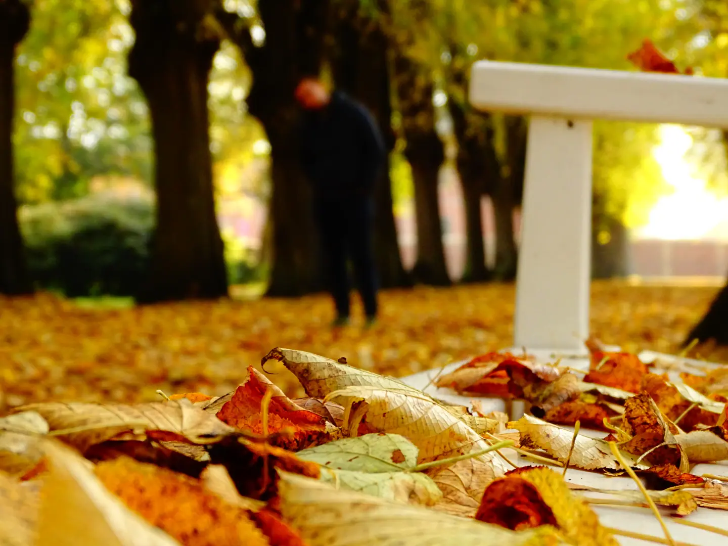 Herbstlaub an einer ruhigen Parkbank