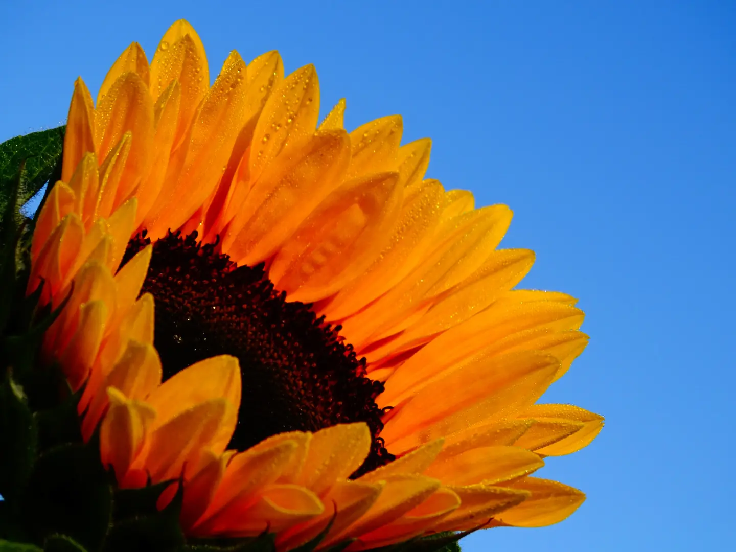 Sonnenblume vor einem klaren blauen Himmel