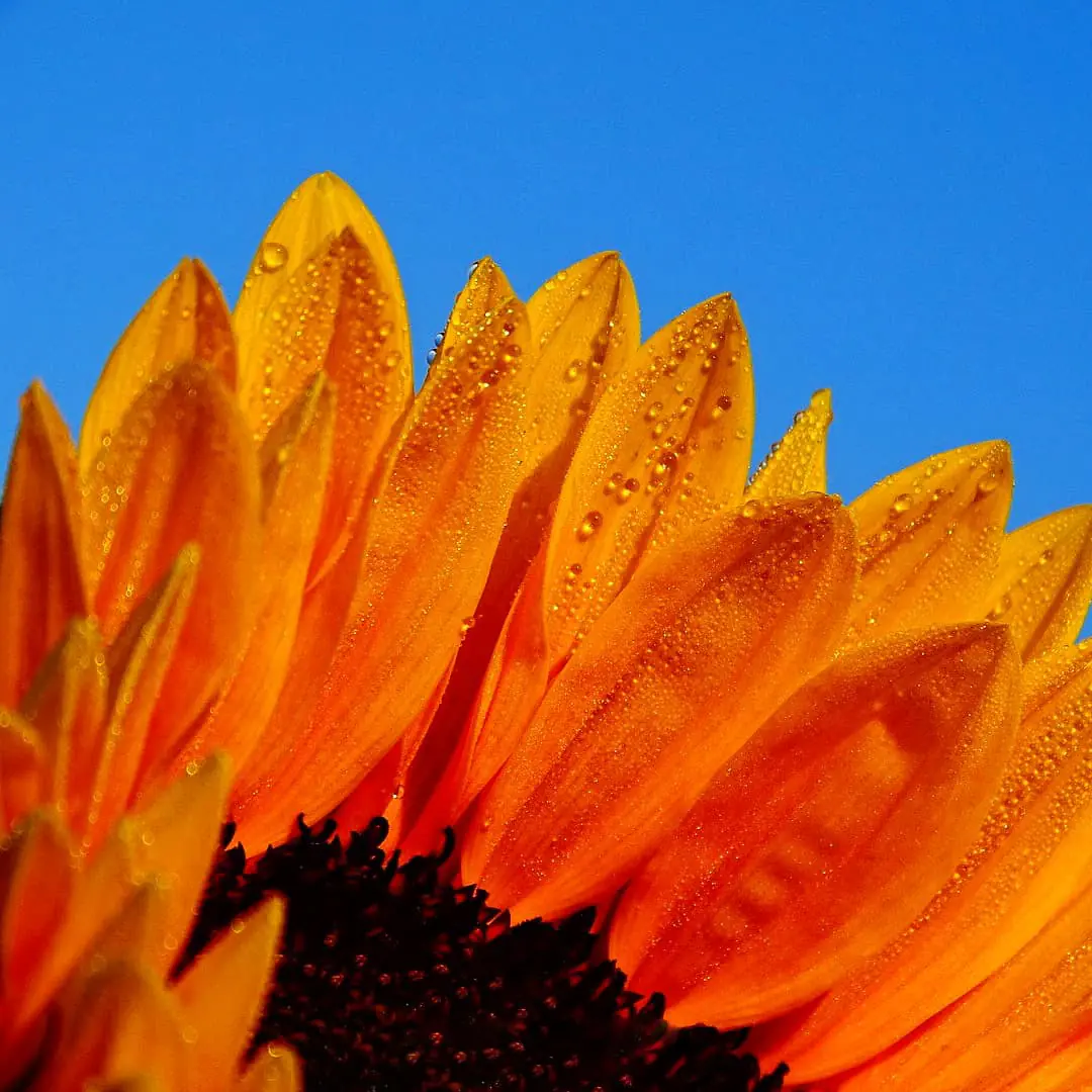 Leuchtende Sonnenblume mit feinen Wassertropfen vor blauem Himmel